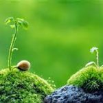 Trái tim mặt trời (Phần cuối) Trái tim mặt trời (Phần cuối)