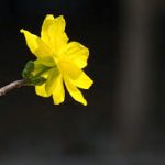 Truyền thống sinh động Thiền tập (Phần cuối) Truyền thống sinh động Thiền tập (Phần cuối)