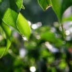 Tư tưởng Thiền học Trần Thái Tông Tư tưởng Thiền học Trần Thái Tông