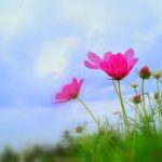 Vô ngã vô ưu (chương 4) Vô ngã vô ưu (chương 4)