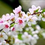 Vô ngã vô ưu (chương 8) Vô ngã vô ưu (chương 8)