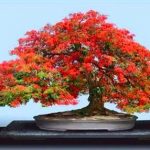 Vun trồng an định, gặt hái tuệ minh Vun trồng an định, gặt hái tuệ minh