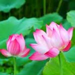 Vượt thoát trầm luân (phần đầu) Vượt thoát trầm luân (phần đầu)