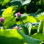 Tâm phụng sự Tâm phụng sự