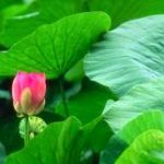 Bây giờ mới thấy (P1) bay-gio-moi-thay-p1