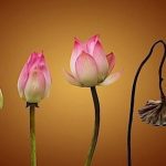 Cảm nghĩ về ý nghĩa của vô thường nhân mùa Vu Lan Cảm nghĩ về ý nghĩa của vô thường nhân mùa Vu Lan