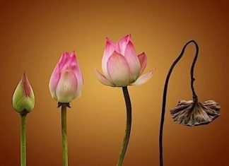 Cảm nghĩ về ý nghĩa của vô thường nhân mùa Vu Lan Cảm nghĩ về ý nghĩa của vô thường nhân mùa Vu Lan