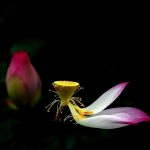 Cảm thọ thời gian Cảm thọ thời gian
