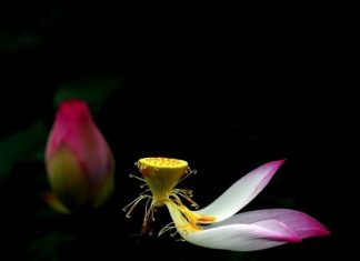 Cảm thọ thời gian Cảm thọ thời gian