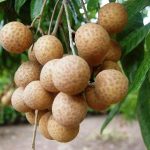 Công dụng ít người biết của quả nhãn với sức khỏe Công dụng ít người biết của quả nhãn với sức khỏe