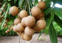 Công dụng ít người biết của quả nhãn với sức khỏe Công dụng ít người biết của quả nhãn với sức khỏe