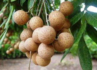 Công dụng ít người biết của quả nhãn với sức khỏe Công dụng ít người biết của quả nhãn với sức khỏe