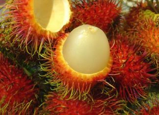 Công dụng phòng trị bệnh tuyệt vời của chôm chôm Công dụng phòng trị bệnh tuyệt vời của chôm chôm