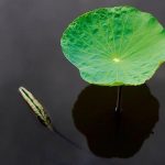 Đổ nghiệp Đổ nghiệp