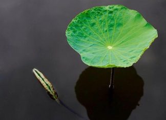Đổ nghiệp Đổ nghiệp
