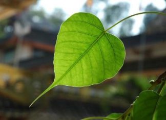 Đường Xưa Mây Trắng – Chương 17: Chiếc lá Pippala Đường Xưa Mây Trắng - Chương 17: Chiếc lá Pippala