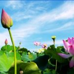 Đường Xưa Mây Trắng – Chương 21: Hồ Sen Đường Xưa Mây Trắng - Chương 21: Hồ Sen