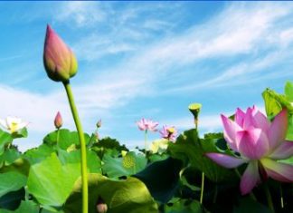 Đường Xưa Mây Trắng – Chương 21: Hồ Sen Đường Xưa Mây Trắng - Chương 21: Hồ Sen