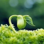 Đường Xưa Mây Trắng – Chương 29: Muôn vật từ duyên sinh lại từ duyên mà diệt duong-xua-may-trang--chuong-29-muon-vat-tu-duyen-sinh-lai-tu-duyen-ma-diet