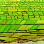 Đường Xưa Mây Trắng – Chương 52: Phước Điền Y Đường Xưa Mây Trắng - Chương 52: Phước Điền Y