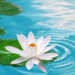 Đường Xưa Mây Trắng – Phụ Lục: Lời tác giả duong-xua-may-trang--phu-luc-loi-tac-gia