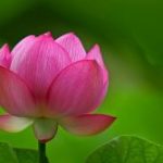Giận mà chi ta ơi gian-ma-chi-ta-oi