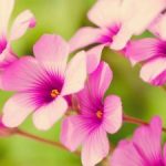 Hiểu Để Giảm Thiểu Khổ Đau Hiểu Để Giảm Thiểu Khổ Đau