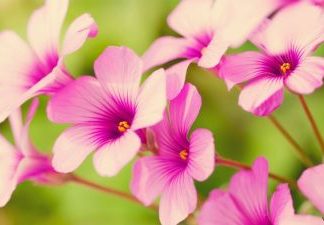 Hiểu Để Giảm Thiểu Khổ Đau Hiểu Để Giảm Thiểu Khổ Đau