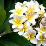 Hoa sứ nồng nàn Hoa sứ nồng nàn