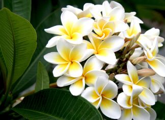 Hoa sứ nồng nàn Hoa sứ nồng nàn