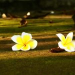 Hoa từ bi đang nở Hoa từ bi đang nở