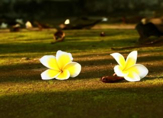 Hoa từ bi đang nở Hoa từ bi đang nở