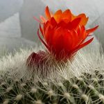 Hoa xương rồng vẫn nở Hoa xương rồng vẫn nở