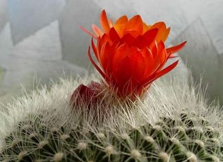 Hoa xương rồng vẫn nở Hoa xương rồng vẫn nở