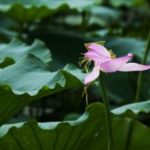 Khổ đau phát sinh và vận hành như thế nào kho-dau-phat-sinh-va-van-hanh-nhu-the-nao