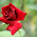 Khúc tự tình mùa xuân Khúc tự tình mùa xuân