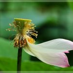 Một người nghèo lạ Một người nghèo lạ