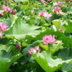 Mười đóa sen dâng Phật muoi-doa-sen-dang-phat