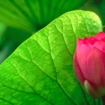 Năm cách sống hạnh phúc hơn trong Phật Giáo Năm cách sống hạnh phúc hơn trong Phật Giáo