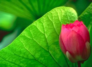 Năm cách sống hạnh phúc hơn trong Phật Giáo Năm cách sống hạnh phúc hơn trong Phật Giáo