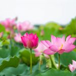 Ngôn ngữ thiền, thiền ngữ, thiền thi Ngôn ngữ thiền, thiền ngữ, thiền thi