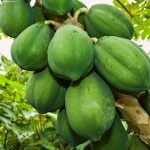 Những bài thuốc dân gian trị sỏi thận Những bài thuốc dân gian trị sỏi thận