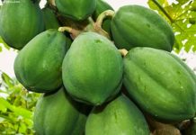 Những bài thuốc dân gian trị sỏi thận Những bài thuốc dân gian trị sỏi thận