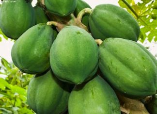 Những bài thuốc dân gian trị sỏi thận Những bài thuốc dân gian trị sỏi thận