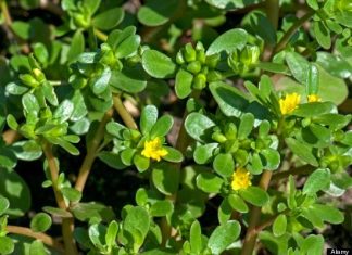 Những bài thuốc dân gian từ rau Sam Những bài thuốc dân gian từ rau sam