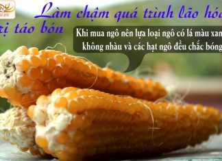 Những công dụng thần kì của ngô (bắp) Những công dụng thần kì của ngô (bắp)