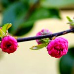 Những trái tim đồng dạng (P1) Những trái tim đồng dạng (P1)