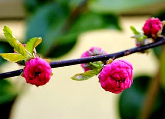 Những trái tim đồng dạng (P1) Những trái tim đồng dạng (P1)