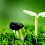 Quan điểm của Phật giáo về thái độ sống bảo vệ môi sinh Quan điểm của Phật giáo về thái độ sống bảo vệ môi sinh