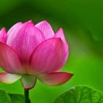Quản trị nhân duyên P18 – Vì sao ta cứ muốn ôm vào? Quản trị nhân duyên - P18